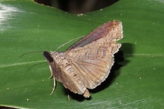 Lophoptera squammigera