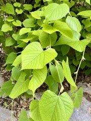 Tilia miqueliana