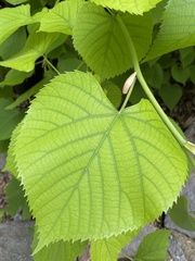 Tilia miqueliana