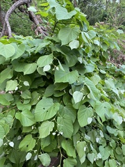 Tilia miqueliana