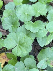 Hydrocotyle nepalensis