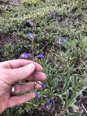 Penstemon heterodoxus