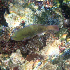 Scarus rivulatus