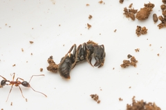Ectomomyrmex javanus
