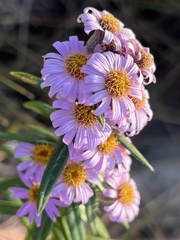 Athrixia phylicoides