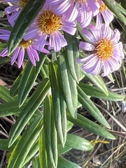 Athrixia phylicoides