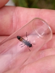 Pyrophaena granditarsis