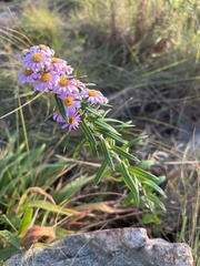 Athrixia phylicoides