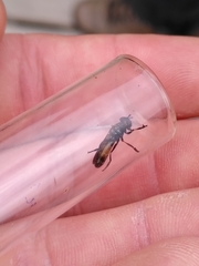 Pyrophaena granditarsis