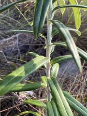 Athrixia phylicoides