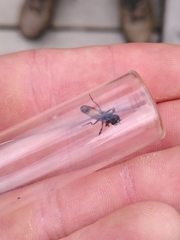 Pyrophaena granditarsis