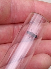 Pyrophaena granditarsis