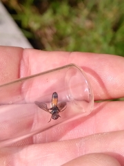 Pyrophaena granditarsis