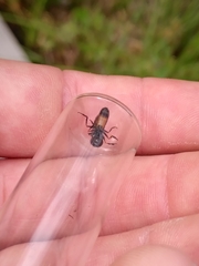 Pyrophaena granditarsis