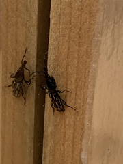 Arrhenodes
