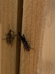 Arrhenodes