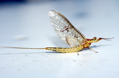 Ephemera vulgata