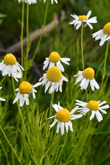 Tripleurospermum hookeri