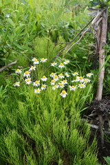 Tripleurospermum hookeri