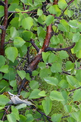 Betula pubescens pumila