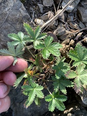Potentilla chrysantha