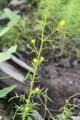 Descurainia sophioides