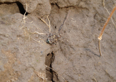 Cylindera apiata
