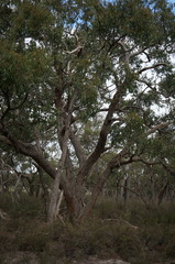 Eucalyptus baxteri