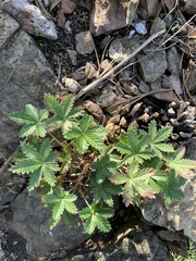 Potentilla chrysantha