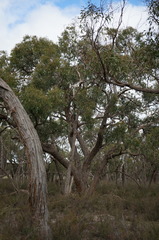 Eucalyptus baxteri