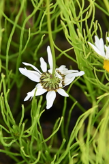 Tripleurospermum hookeri