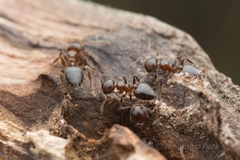 Crematogaster matsumurai