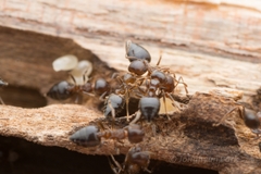 Crematogaster matsumurai