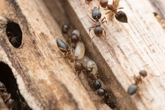 Crematogaster matsumurai