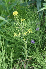 Erysimum cheiranthoides