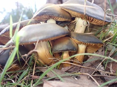 Cortinarius austrovenetus