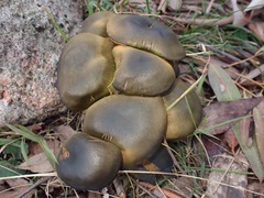 Cortinarius austrovenetus