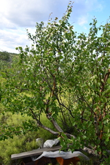 Betula pubescens pumila