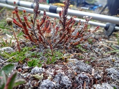 Antennaria monocephala