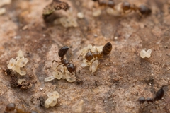 Crematogaster vagula