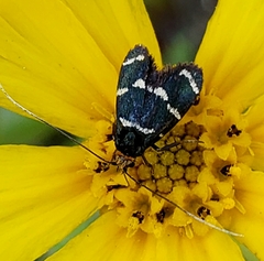 Adela trigrapha