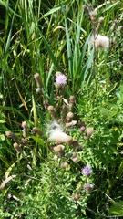 Cirsium arvense