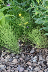 Erysimum cheiranthoides