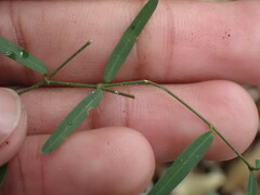 Secamone filiformis