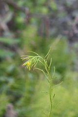 Descurainia sophioides