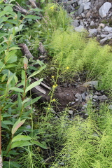 Descurainia sophioides