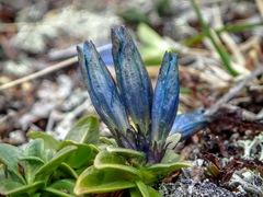 Gentiana glauca