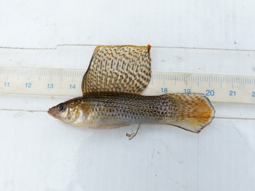 Giant sailfin molly (Poecilia velifera) — Poeciliidae — 2