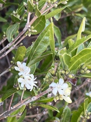 Tricalysia capensis