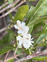Tricalysia capensis